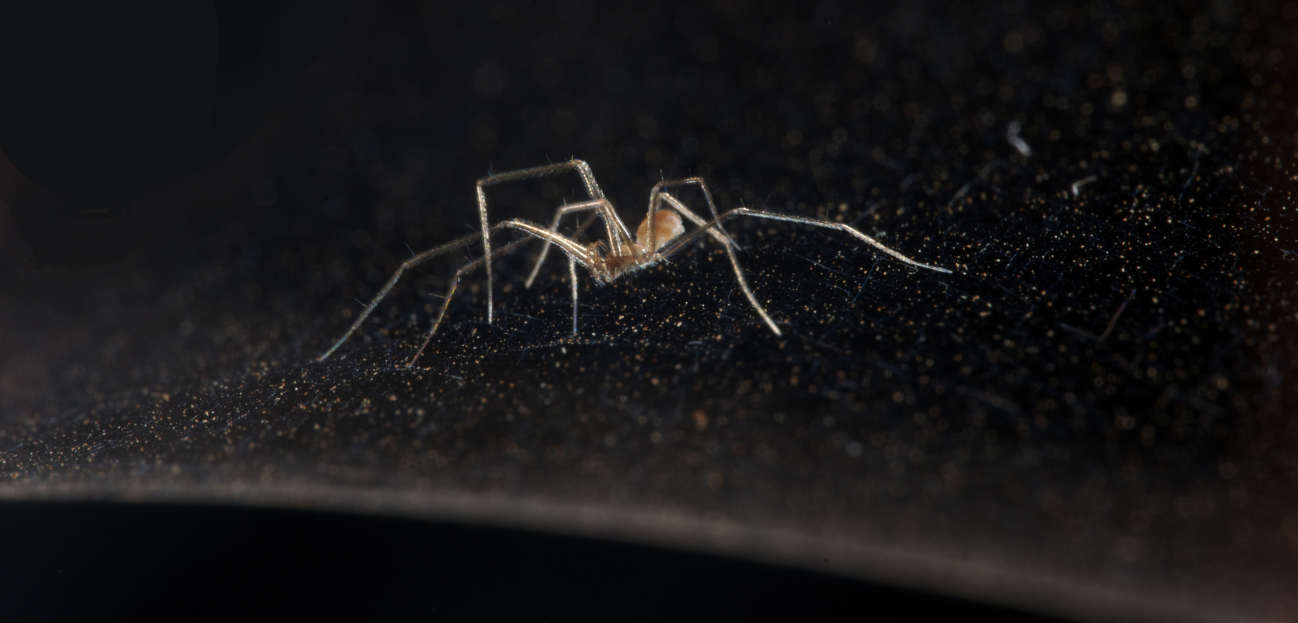 Troglóbios - Organismos cavernícolas 1