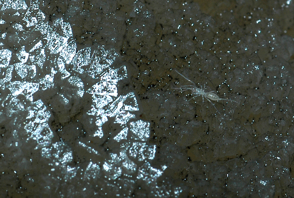 Troglóbios - Organismos cavernícolas 4