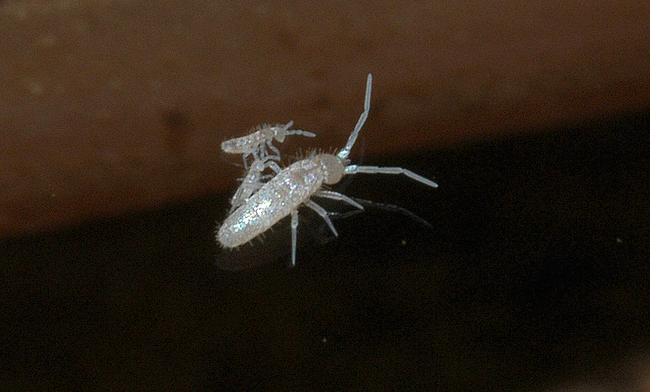 Troglóbios - Organismos cavernícolas 6