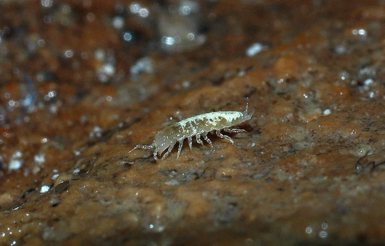 Troglóbios - Organismos cavernícolas 7