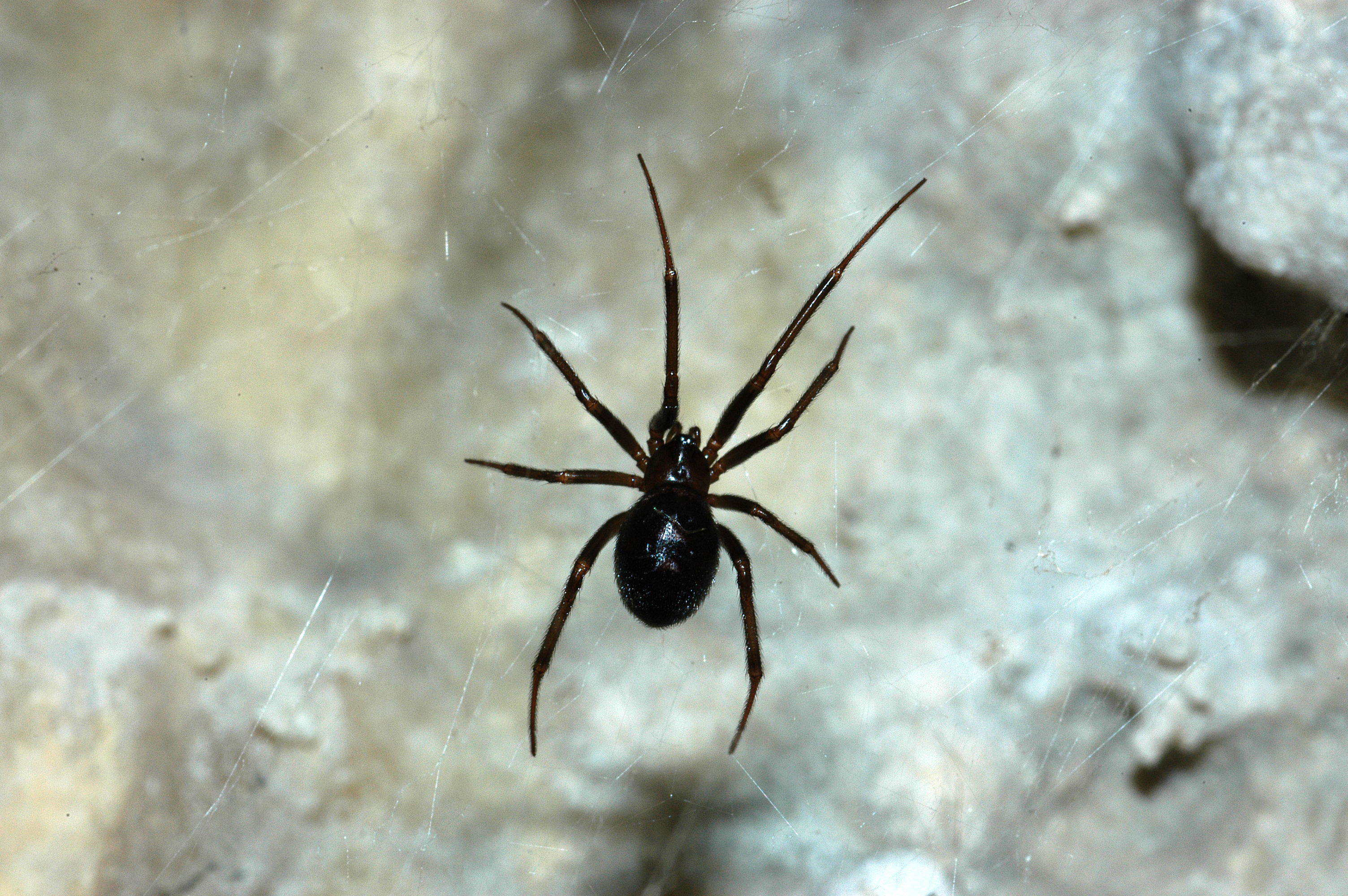 Troglófilos - Organismos cavernícolas 1