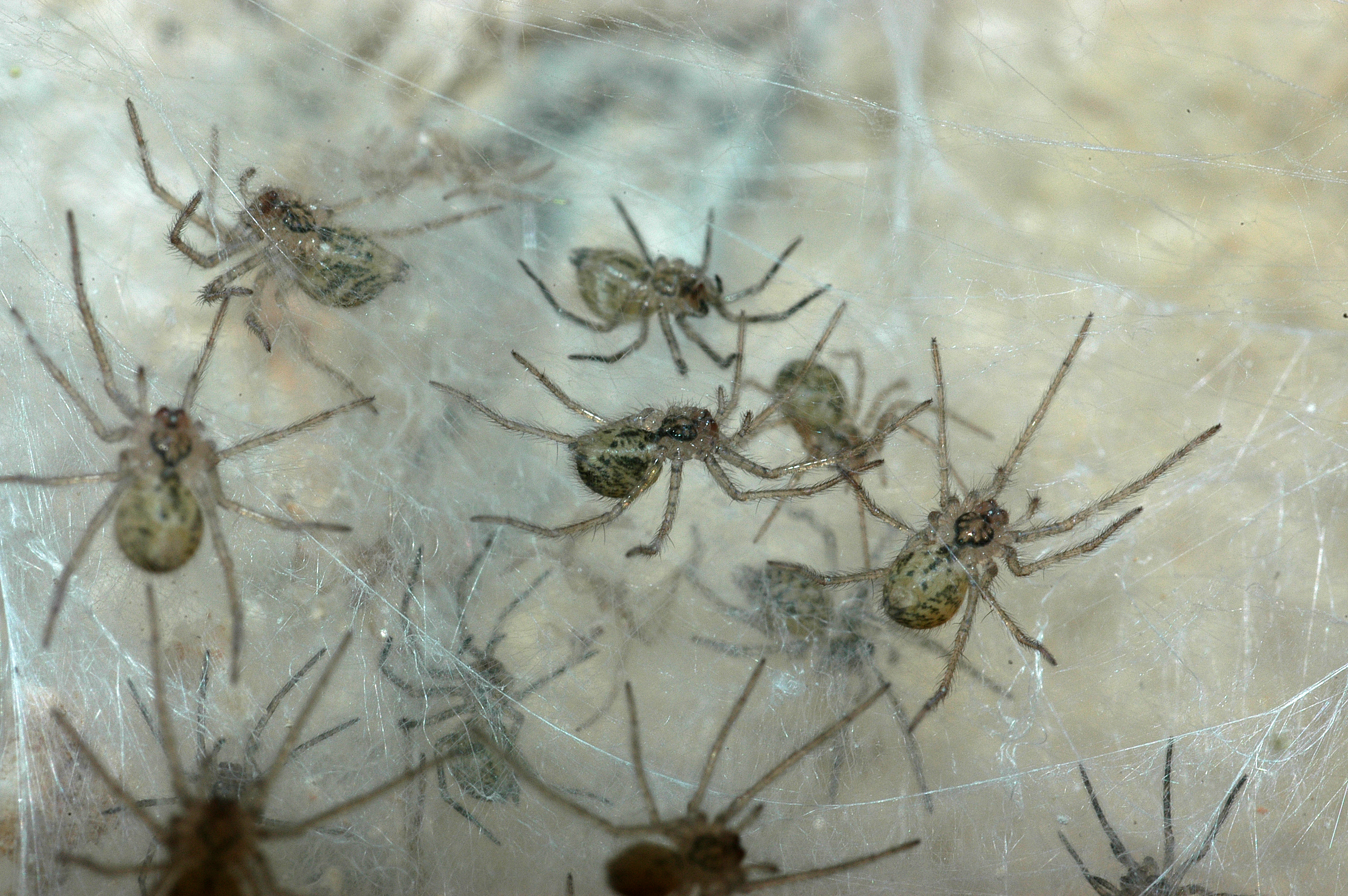 Troglófilos - Organismos cavernícolas 5