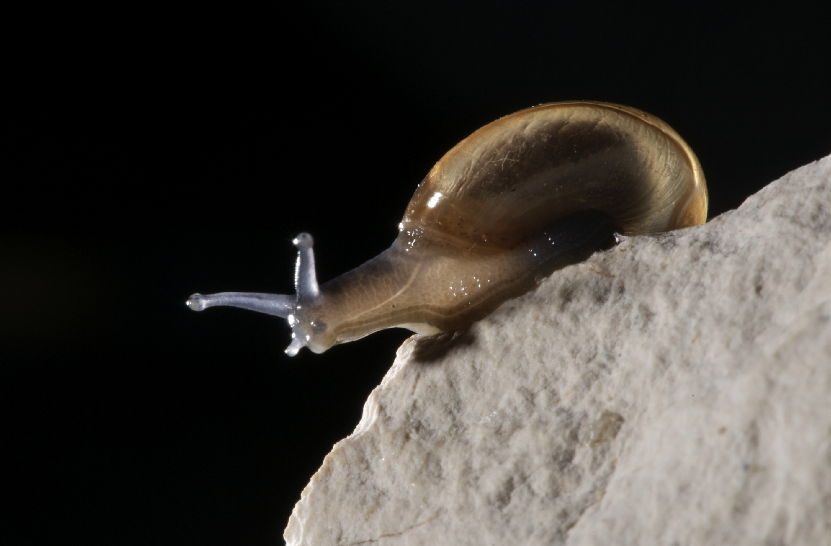 Troglófilos - Organismos cavernícolas