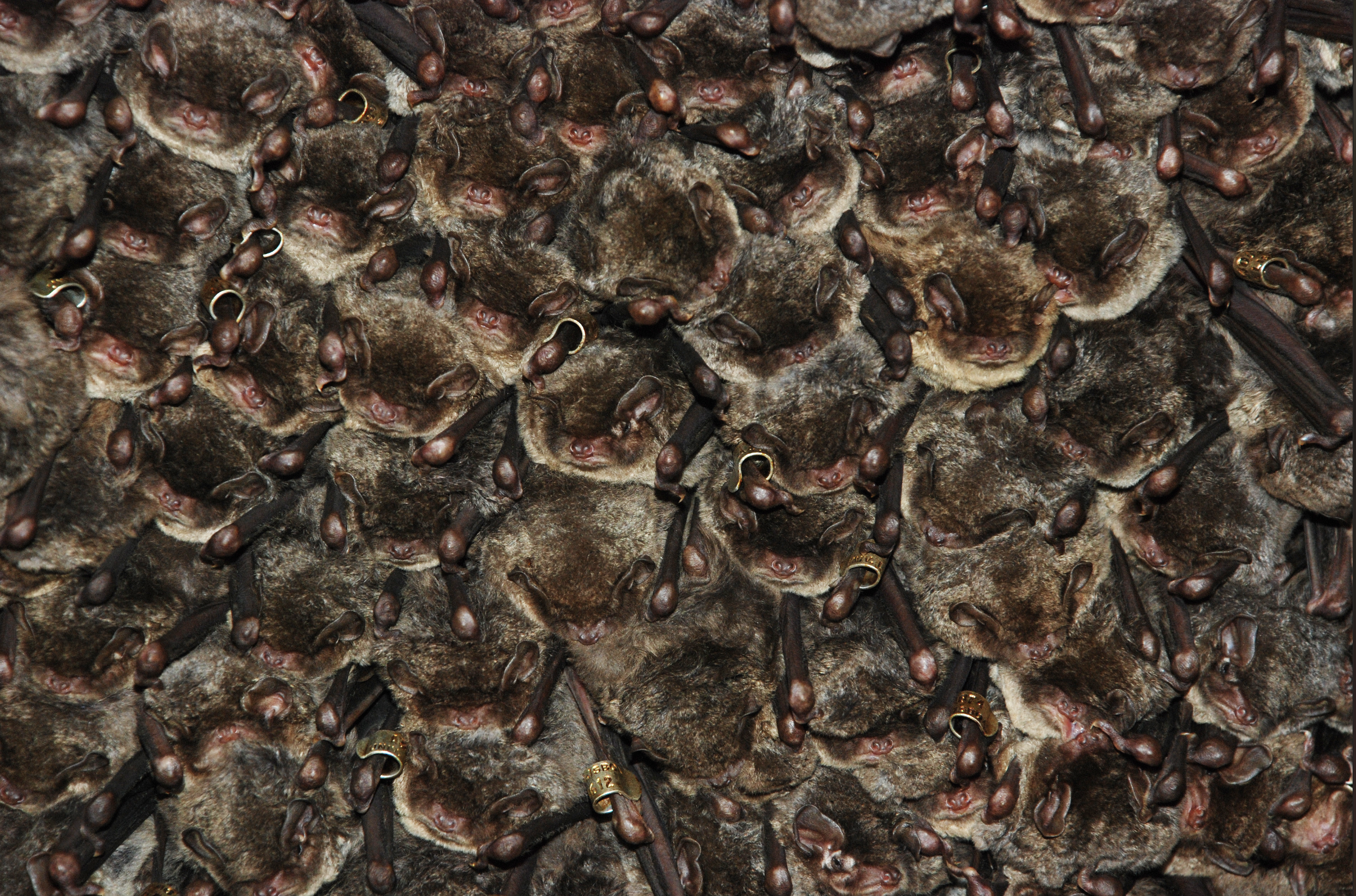 Troglóxenos - Organismos que usam cavernas 3