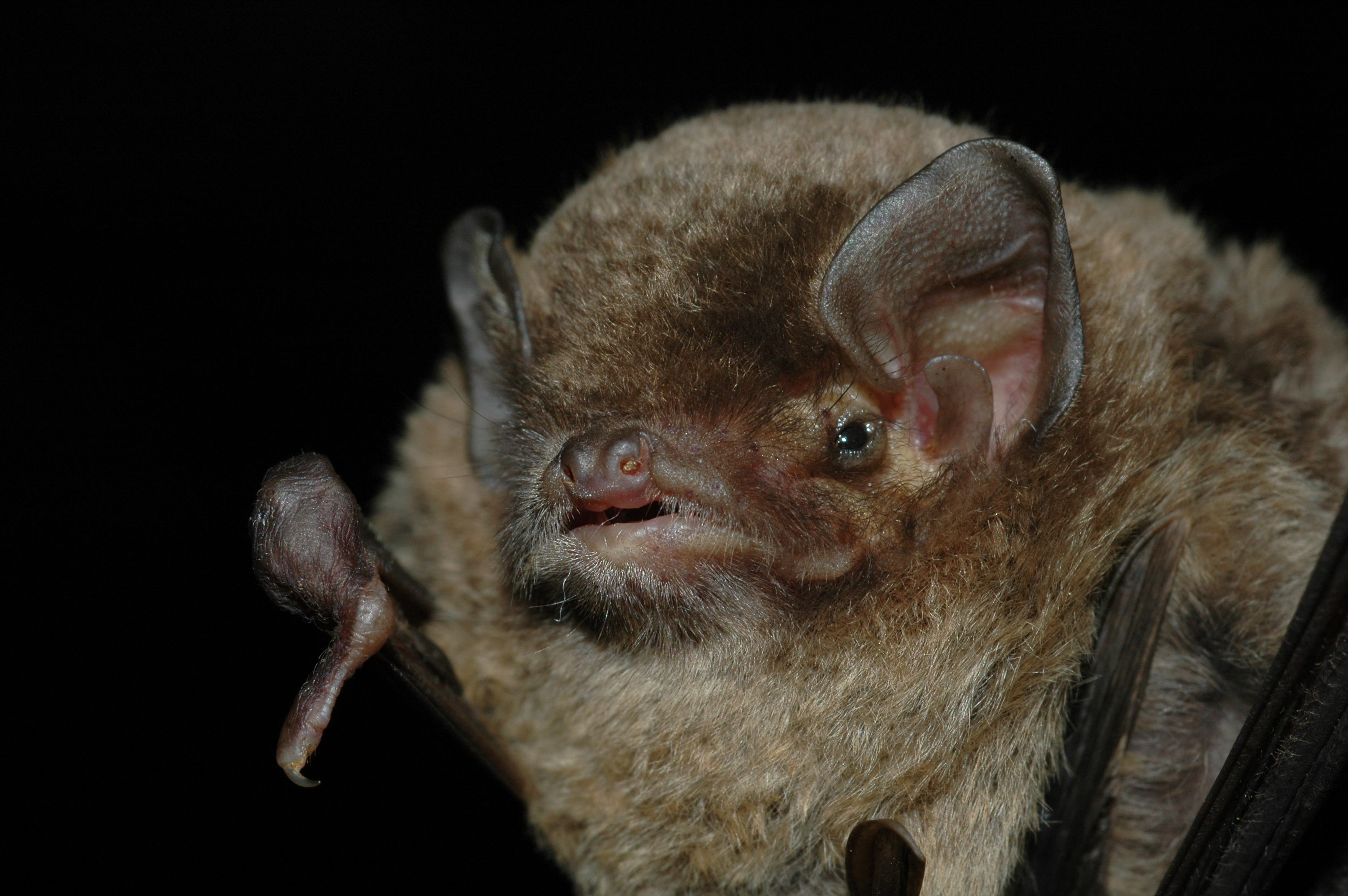 Troglóxenos - Organismos que usam cavernas 4