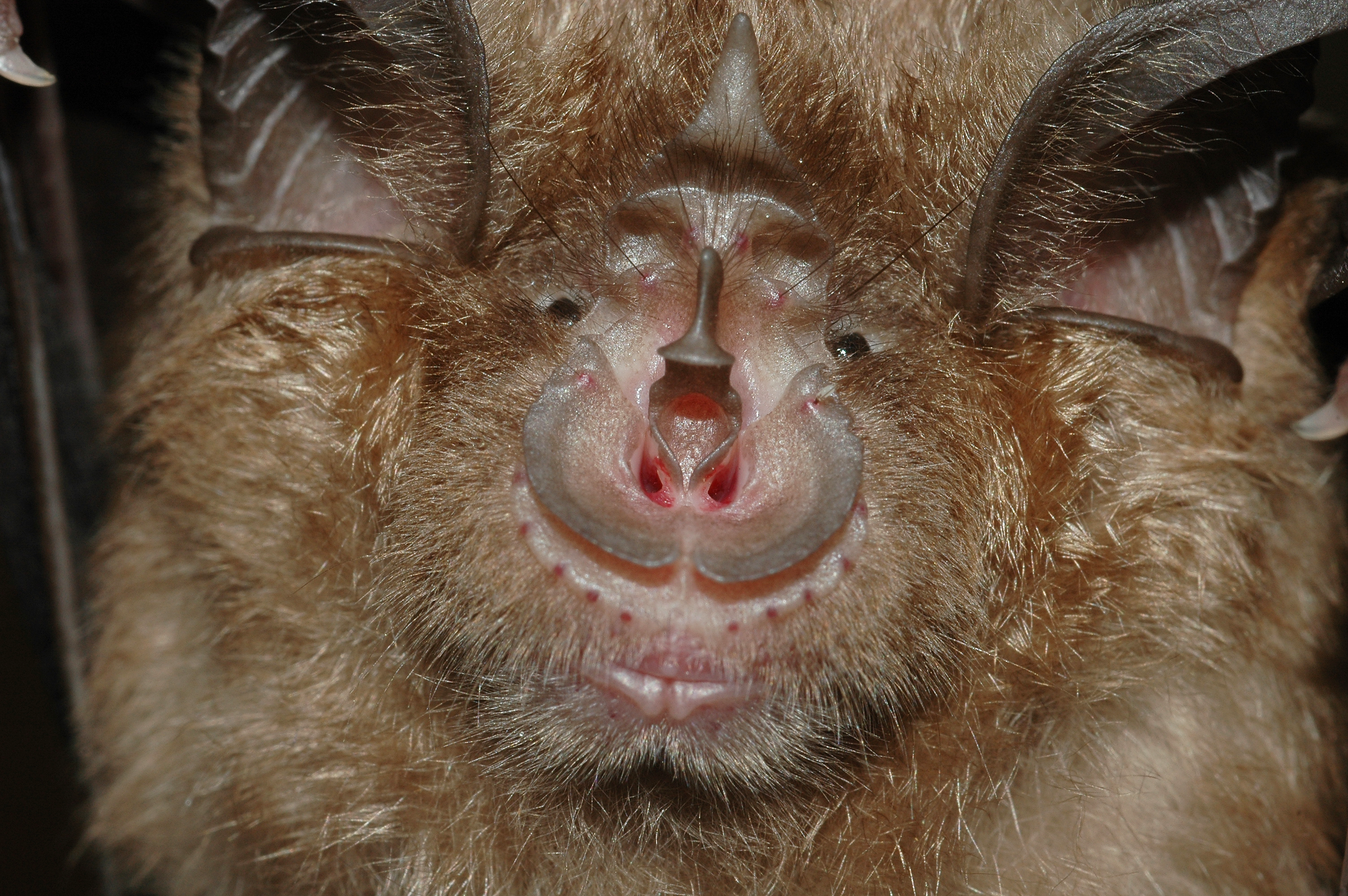 Troglóxenos - Organismos que usam cavernas 5