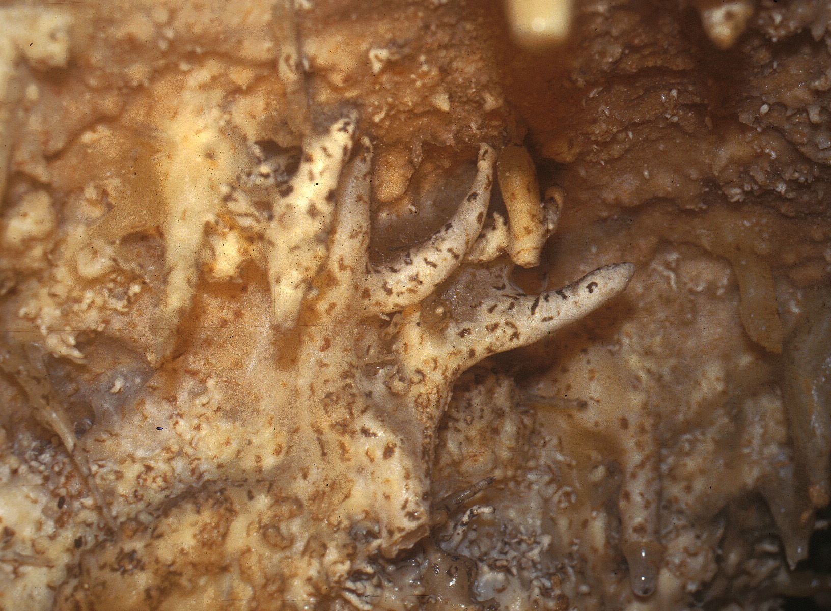 Gruta dos Morcegos - Vista 1